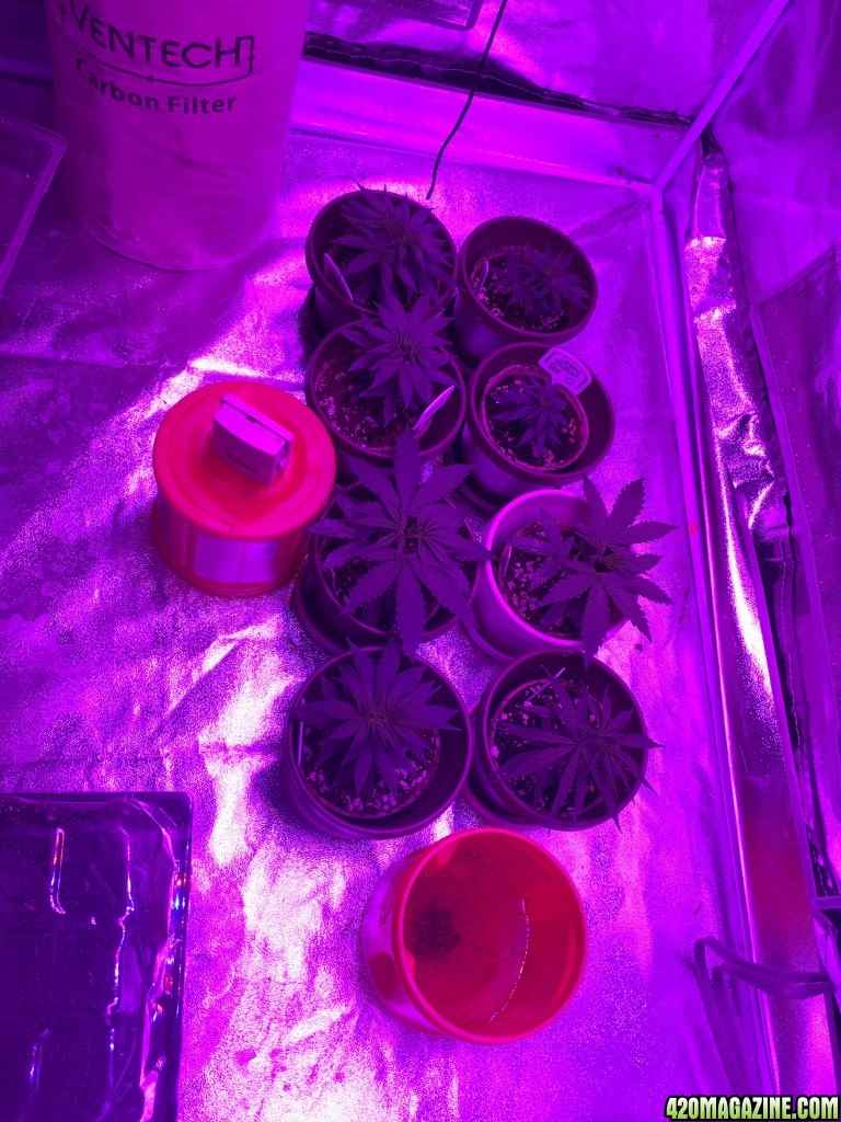 Current 2016 Grow