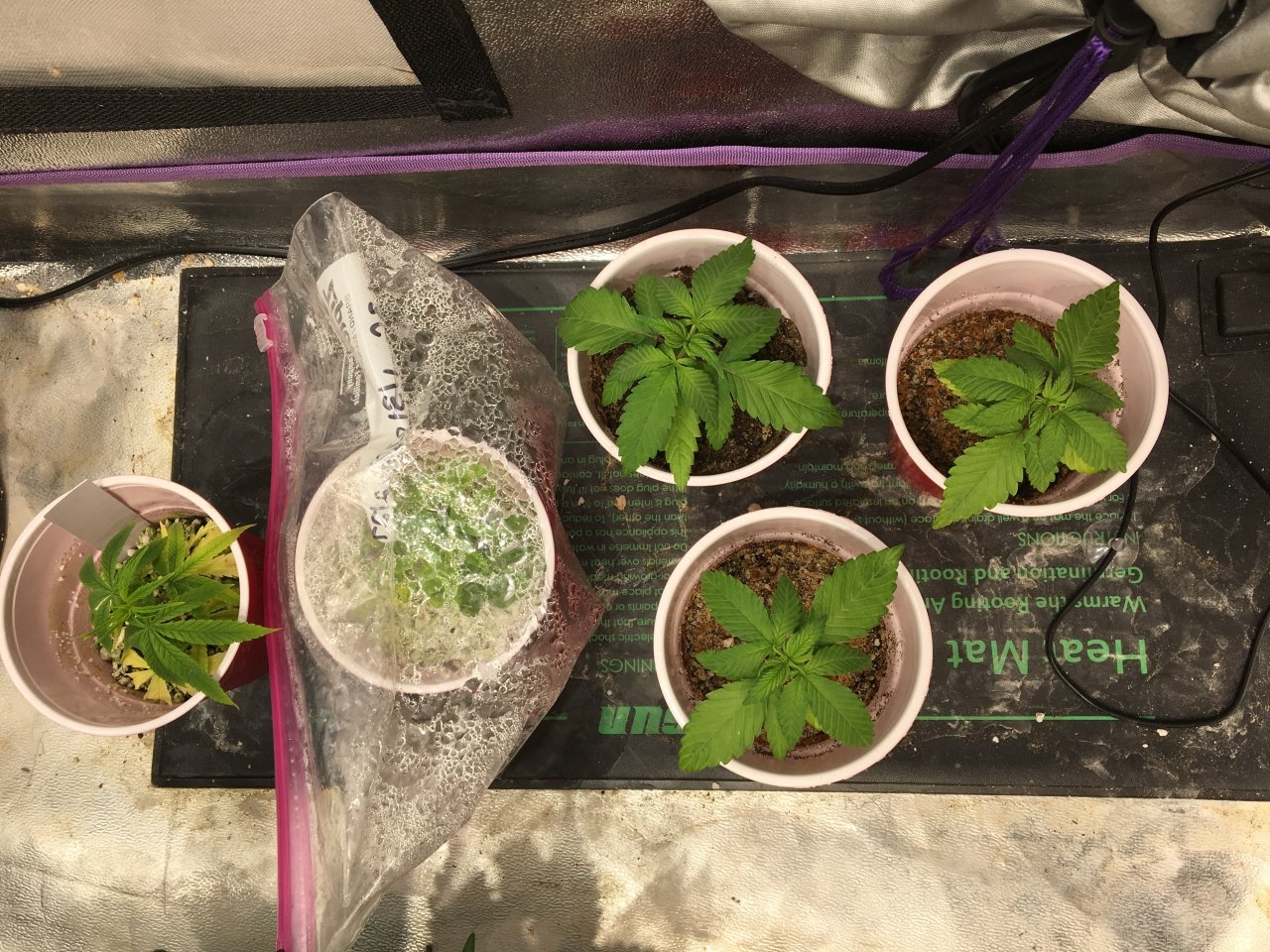 Cuttings and seedlings
