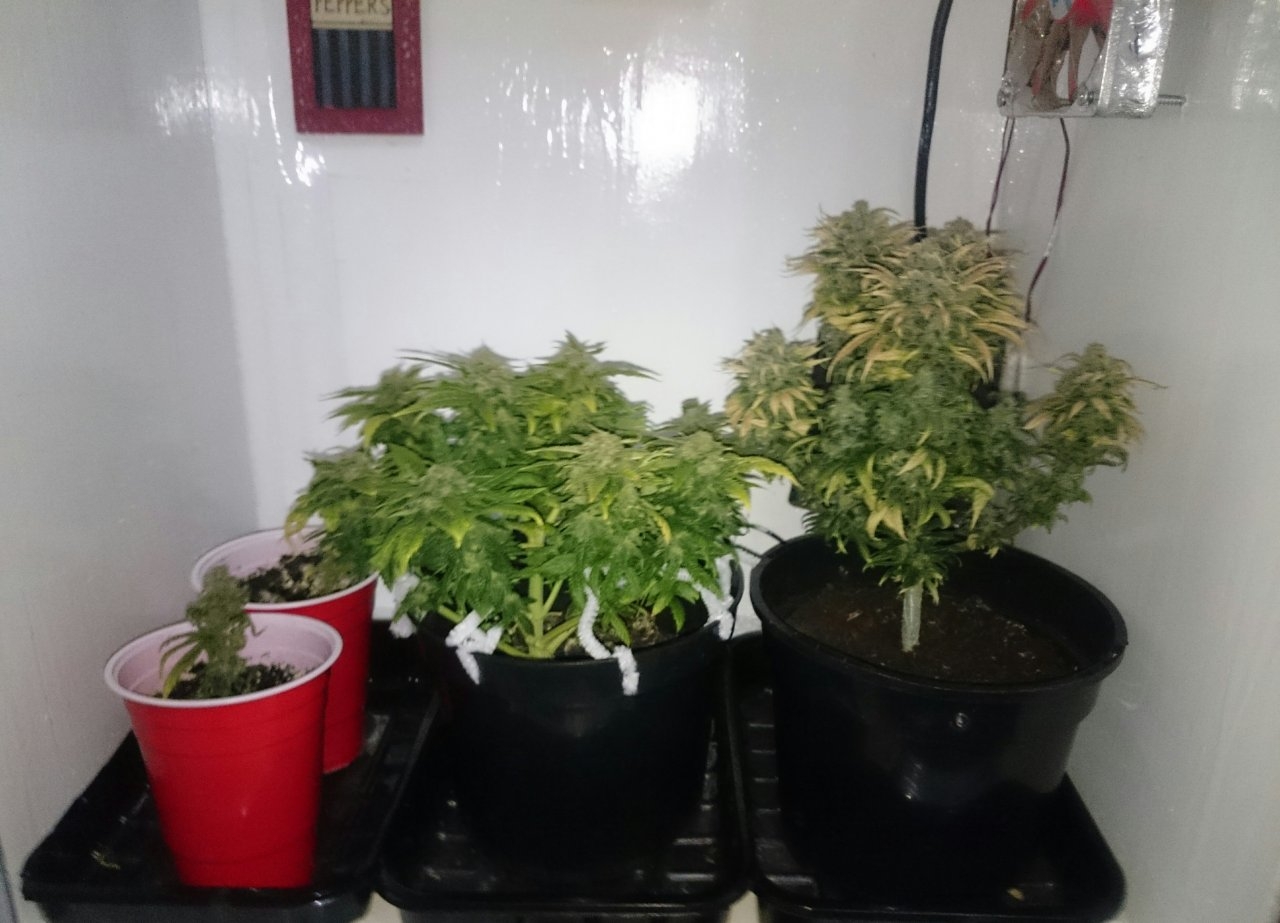 Cuttings left Fresh Candy middle Northernlights right