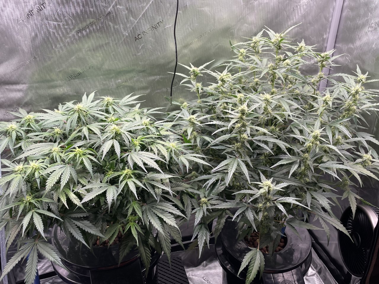 D54 from seed.jpeg