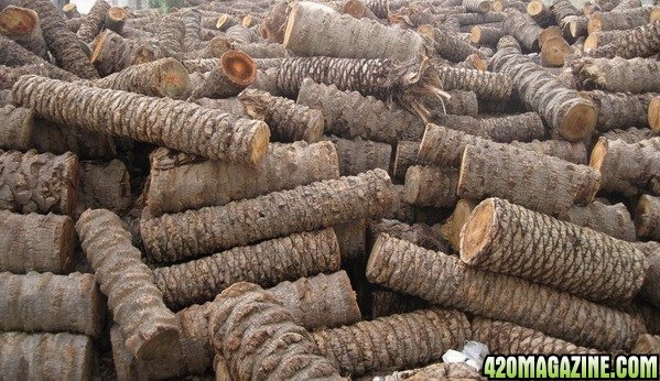 date-palm-wood-chips