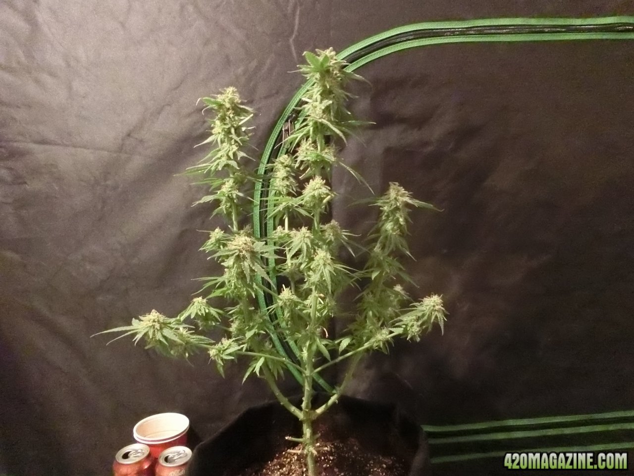 Day 103 Double Black Flower Day 57ish
