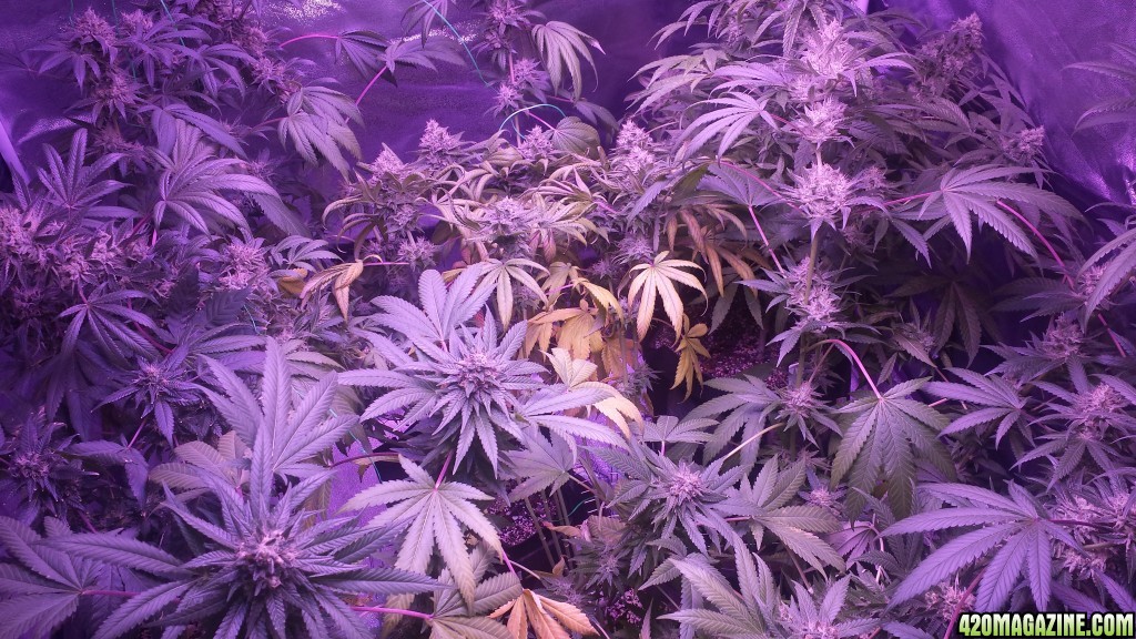 Day 106 yellowing issues