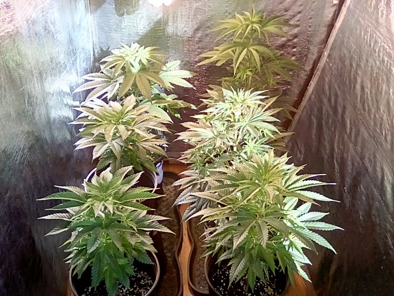 Day 15 and 7 of the flip