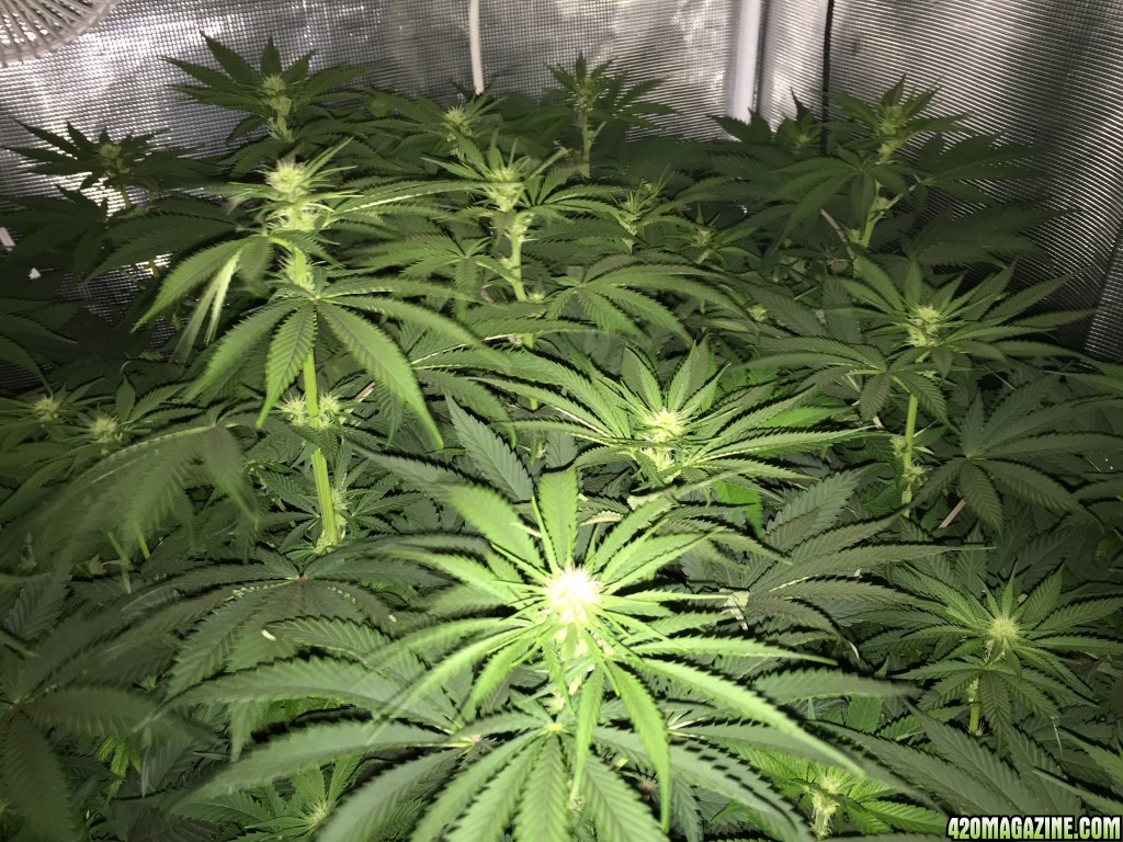 Day 15 Heavyweight seeds Fruit Punch