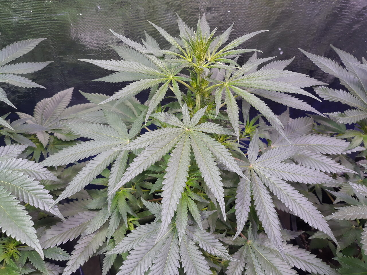 Day 16 9 leaflets per petiole.Showing more sativa than the others they look more indica dominant. Hong Kong Kush.