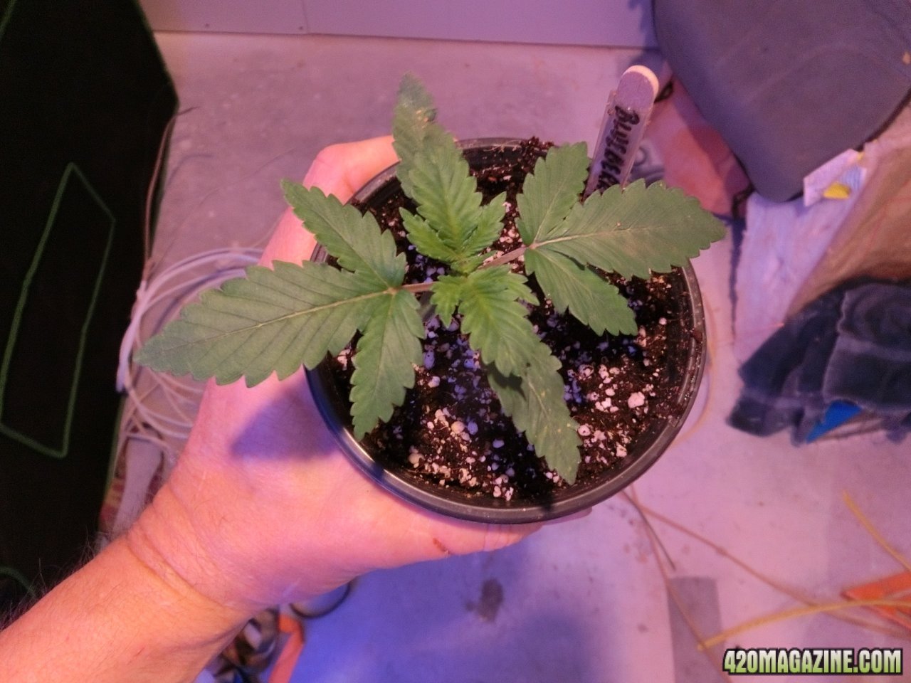Day 16 Blueberry #2