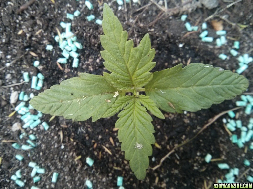 day 16 of outdoor grow