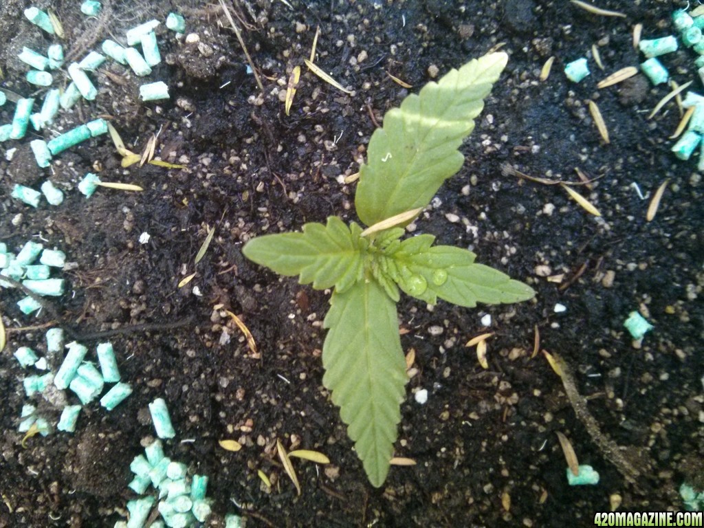 day 16 of outdoor grow