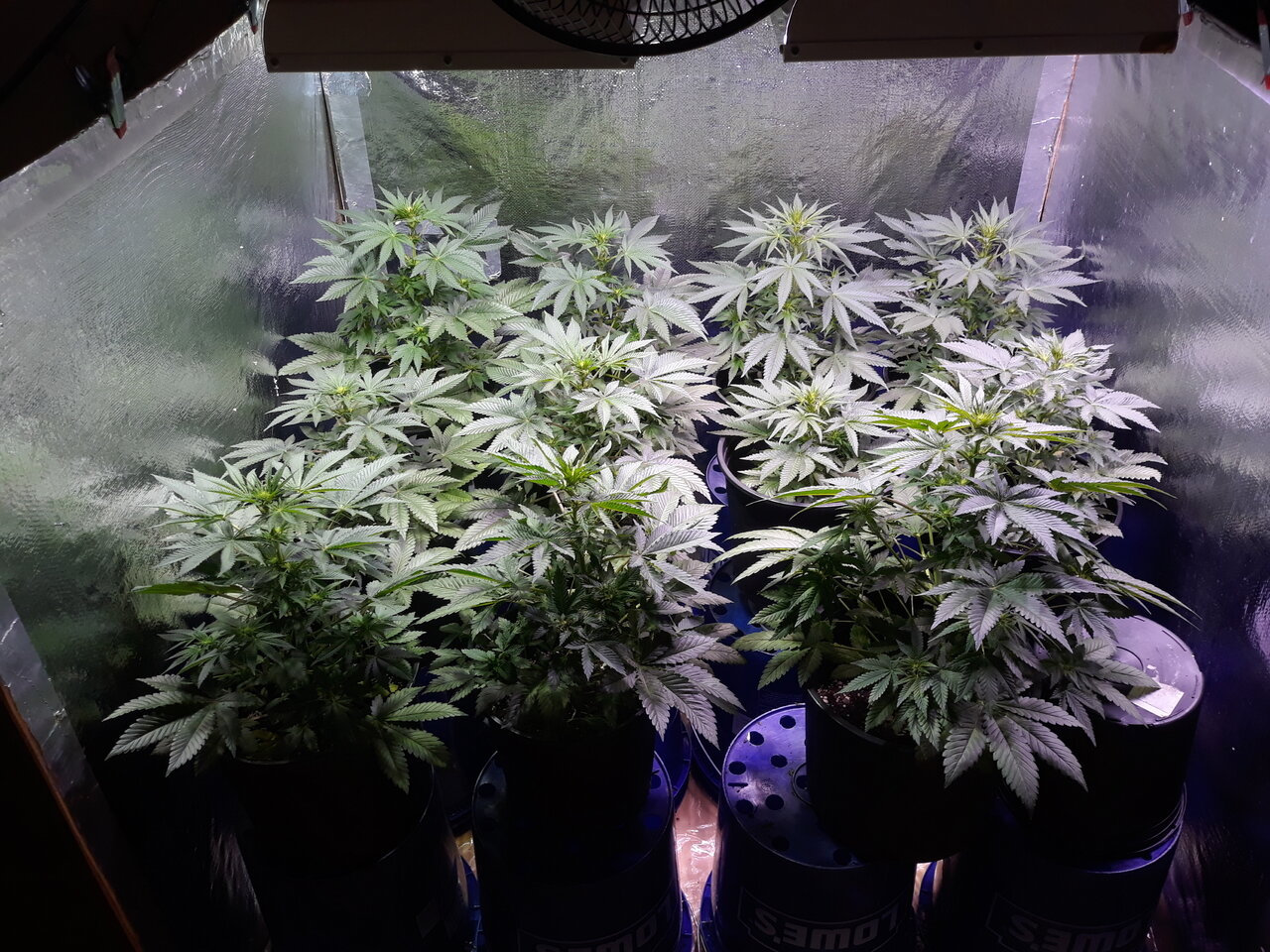 Day 16 of the flip switch to hps time.