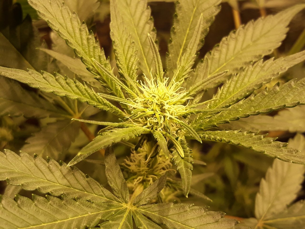 Day 16 of the flip
