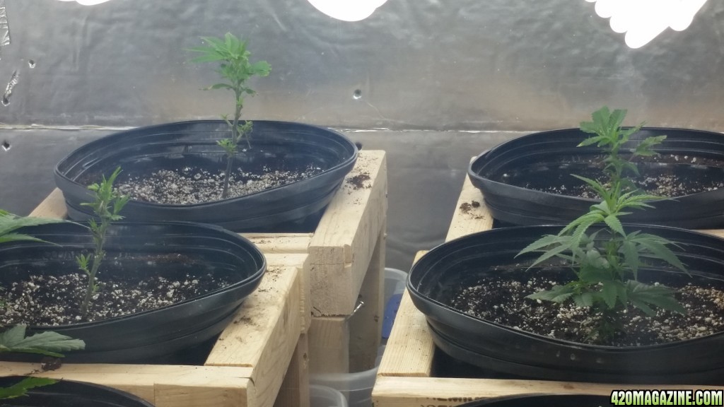 Day 18 grow