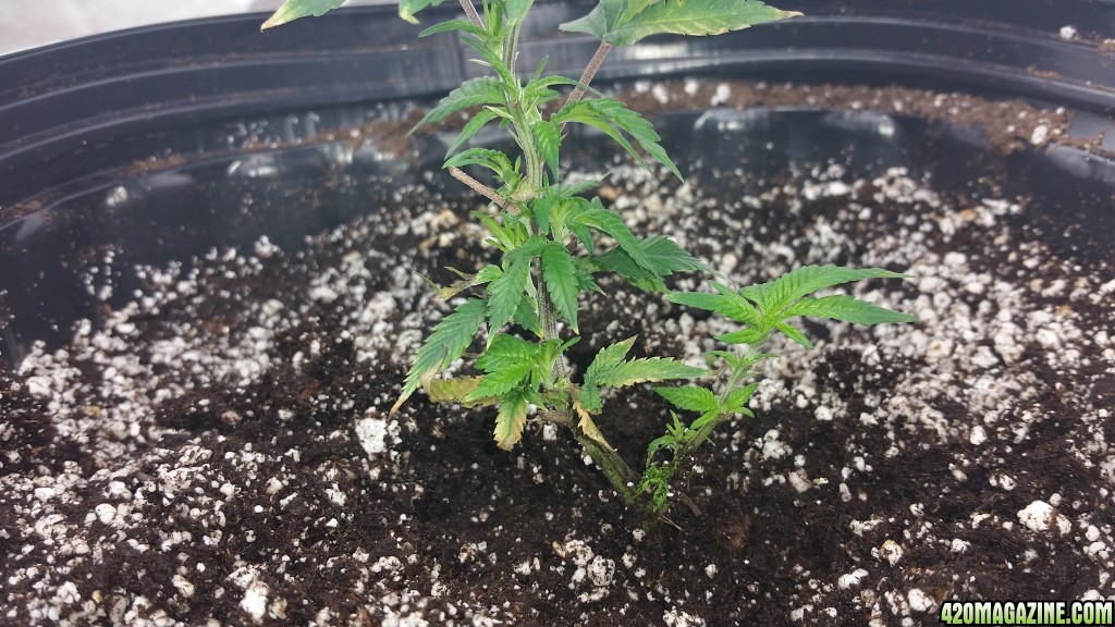 Day 18 grow
