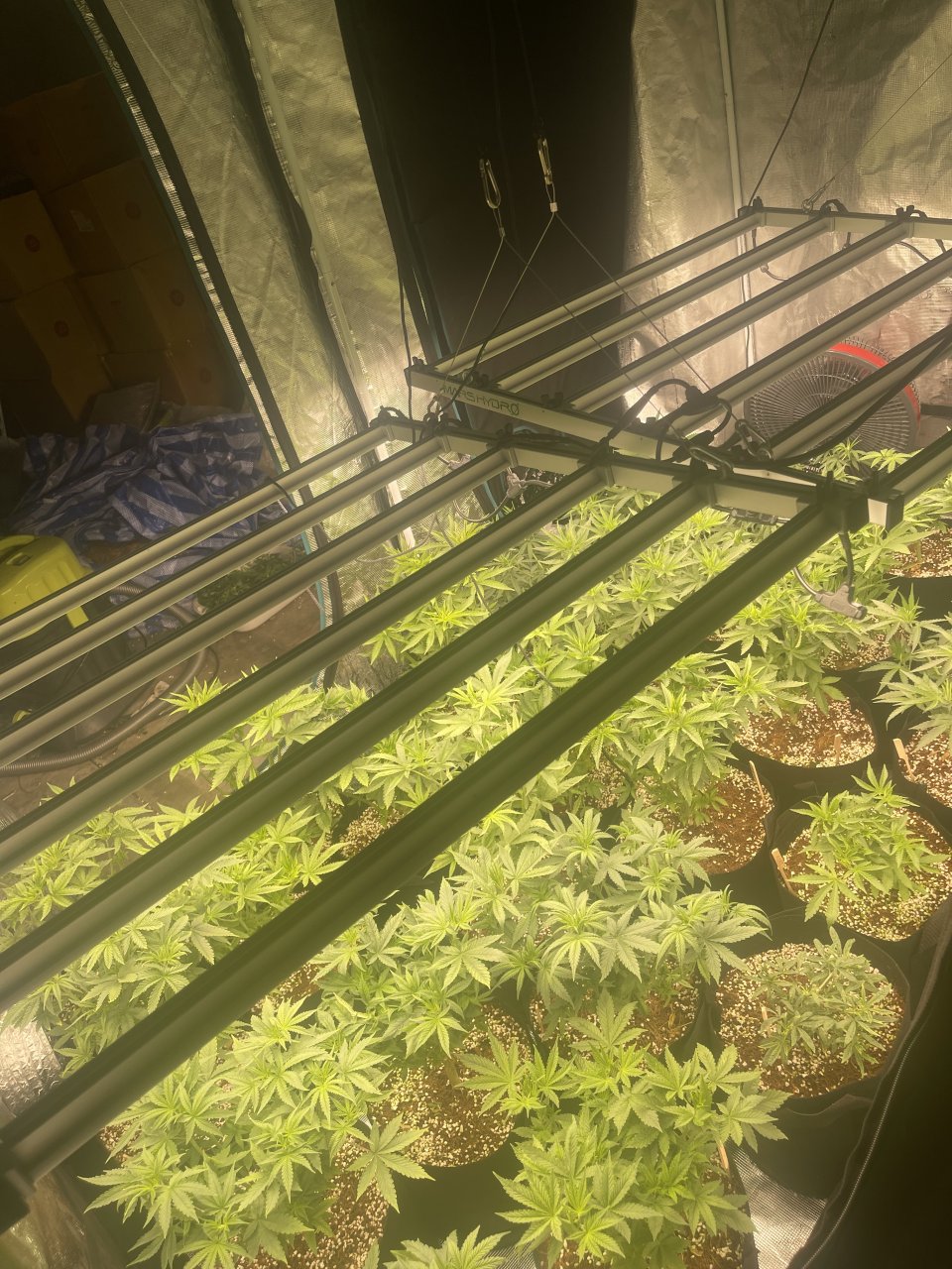 Day #18 Veg after massive nutes and gas cool down period #5.jpeg
