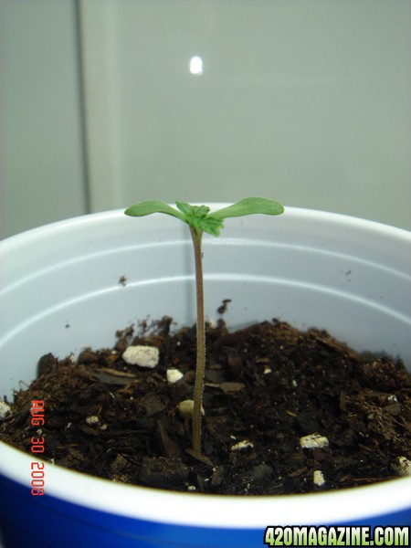Day 2 Sprout # 1
