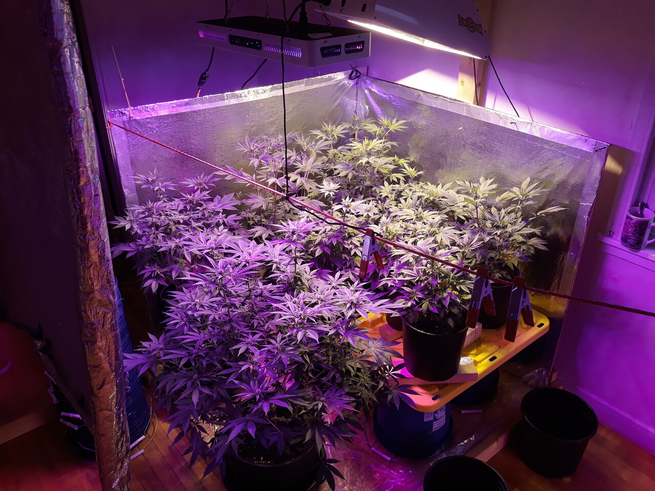 Day 20 Led and Hps.