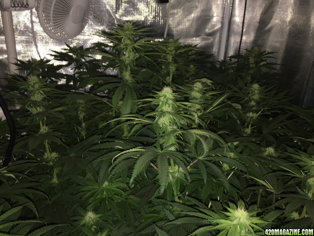 Day 21 HeavyWeight seeds Fruit Punch scrog LED grow
