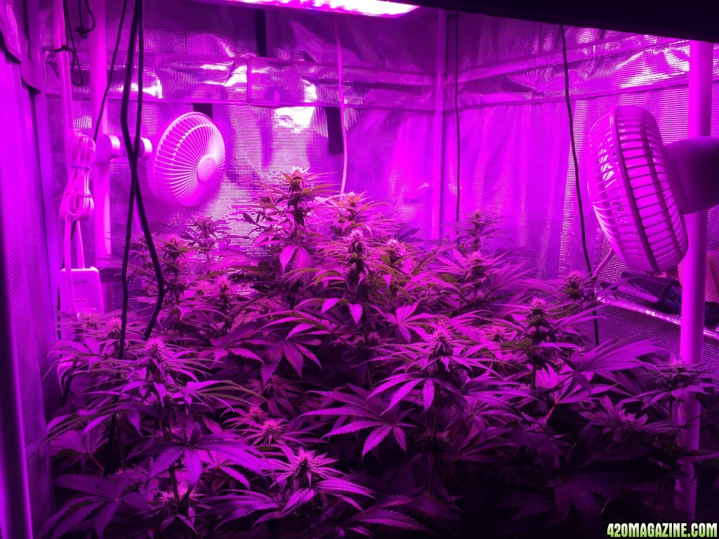 Day 21 HeavyWeight seeds Fruit Punch scrog LED grow