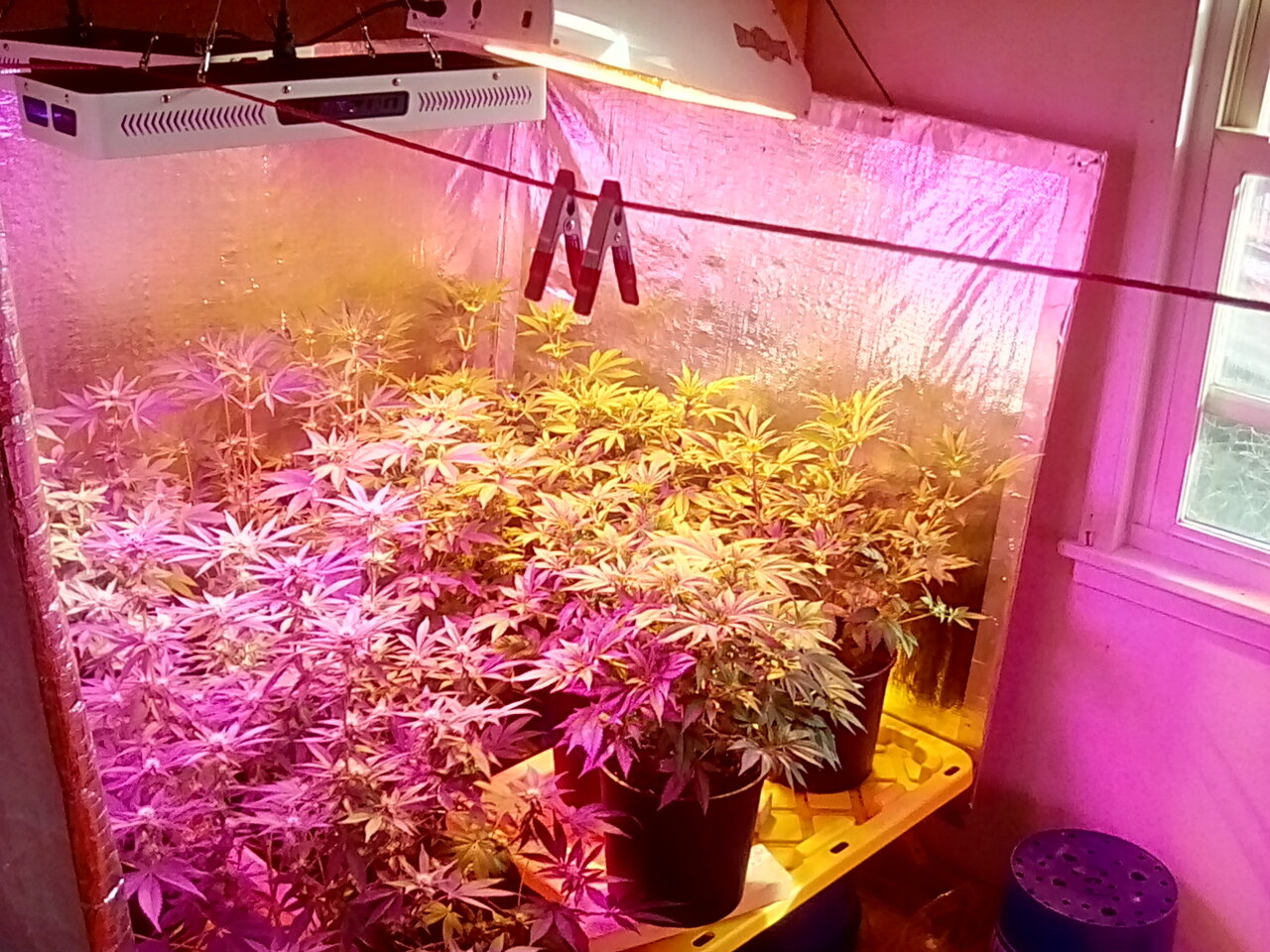 Day 24 added led now im running two led one hps with occasional window sun.