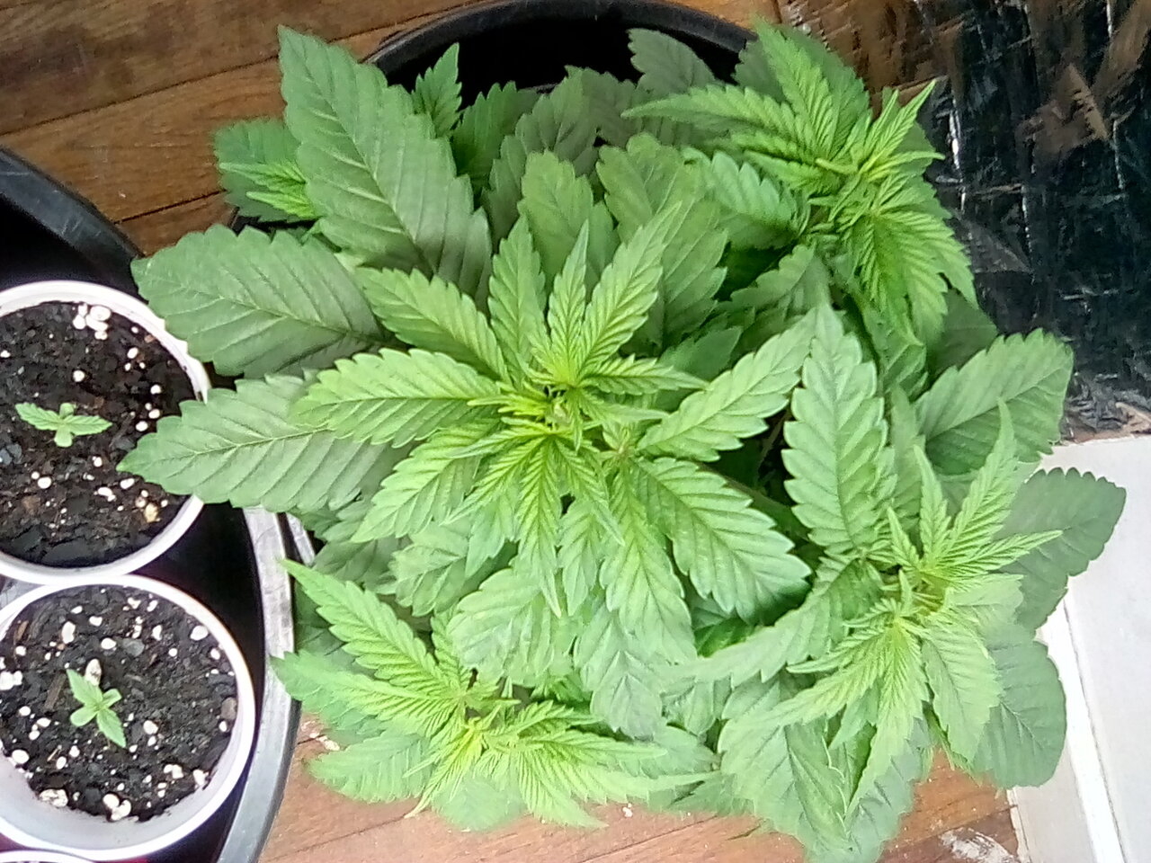 Day 24 for the Fruity pebbles mother plant topped and getting ready to give her clones.