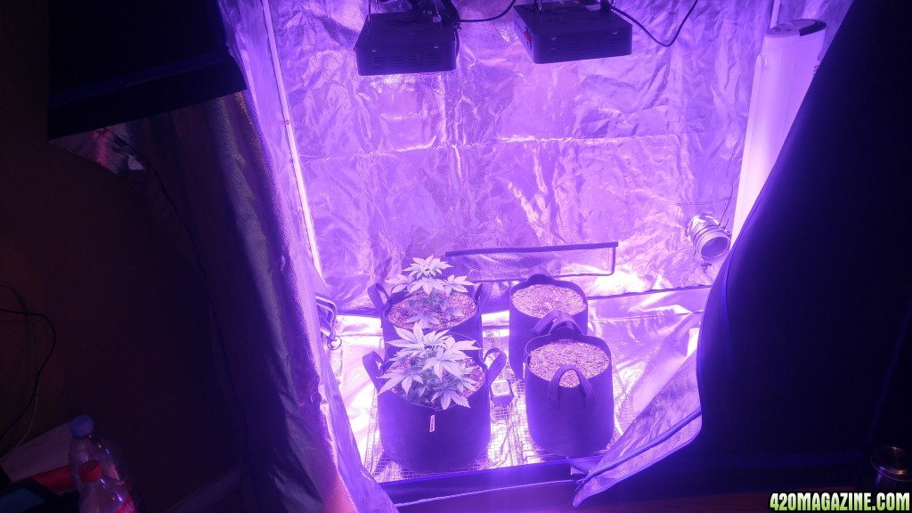 Day 27 from seed