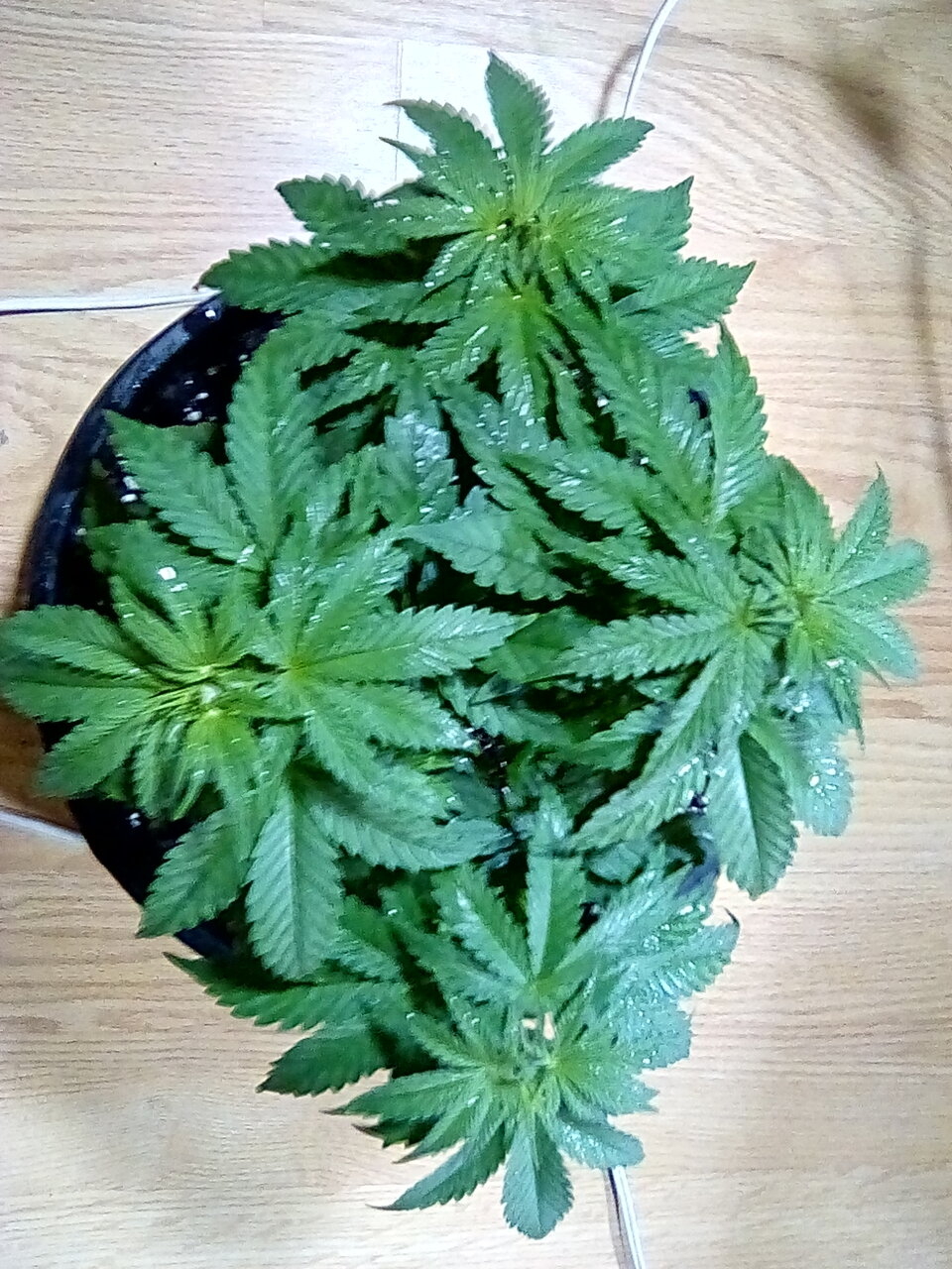 Day 29 from seed fruity pebbles from dutch seeds shops topped one time and 4 clones removed.