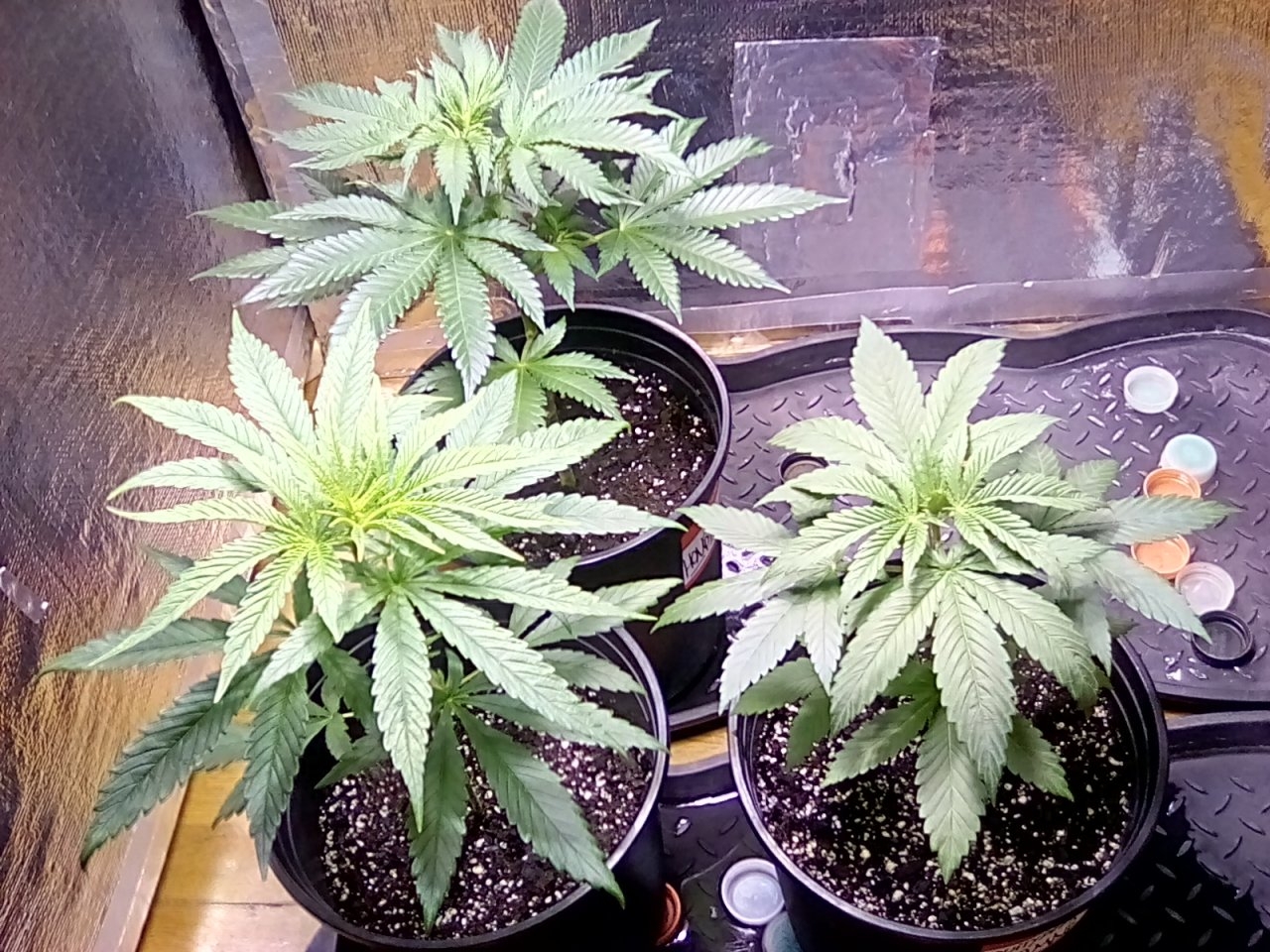 Day 3 of the flip 28 days old from seed.