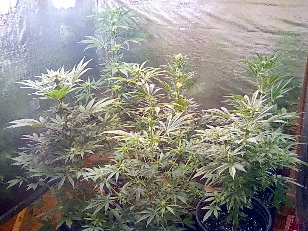Day 30 and 22 of the flip