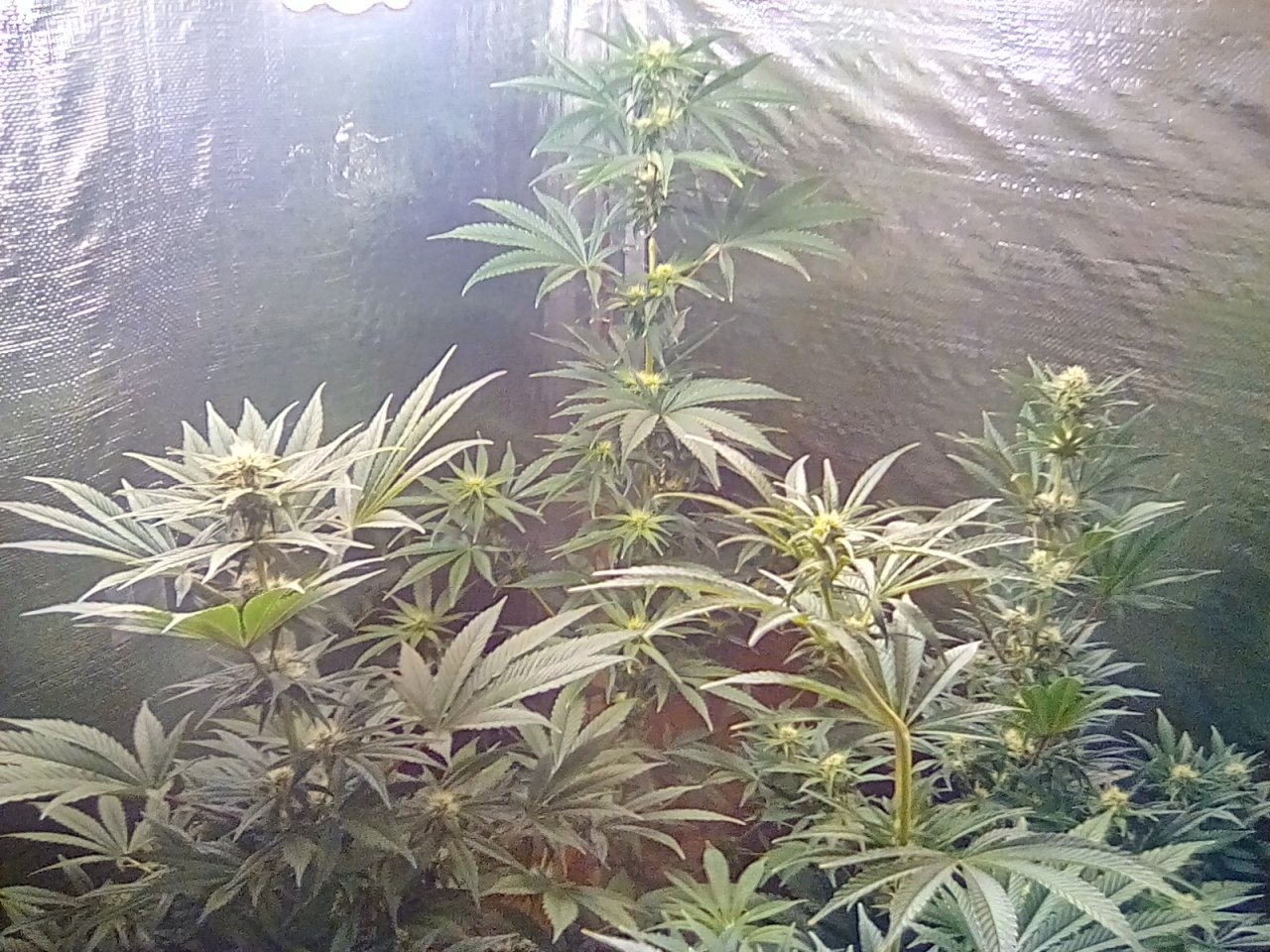 Day 30 and 22 of the flip
