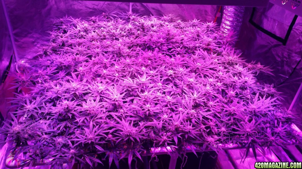 Day 30 of Flower Before and After Defoliation