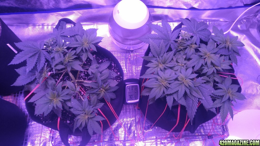 Day 32 from seed