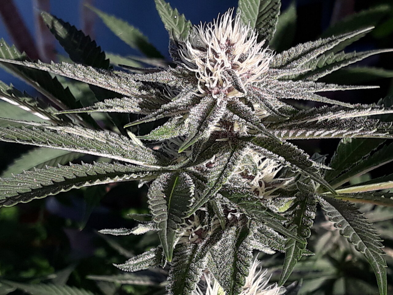 Day 32 fruity pebbles here comes the purps