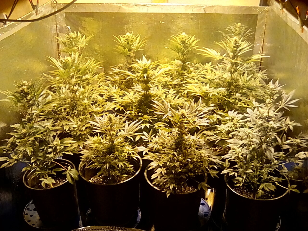 Day 32 of the flip.