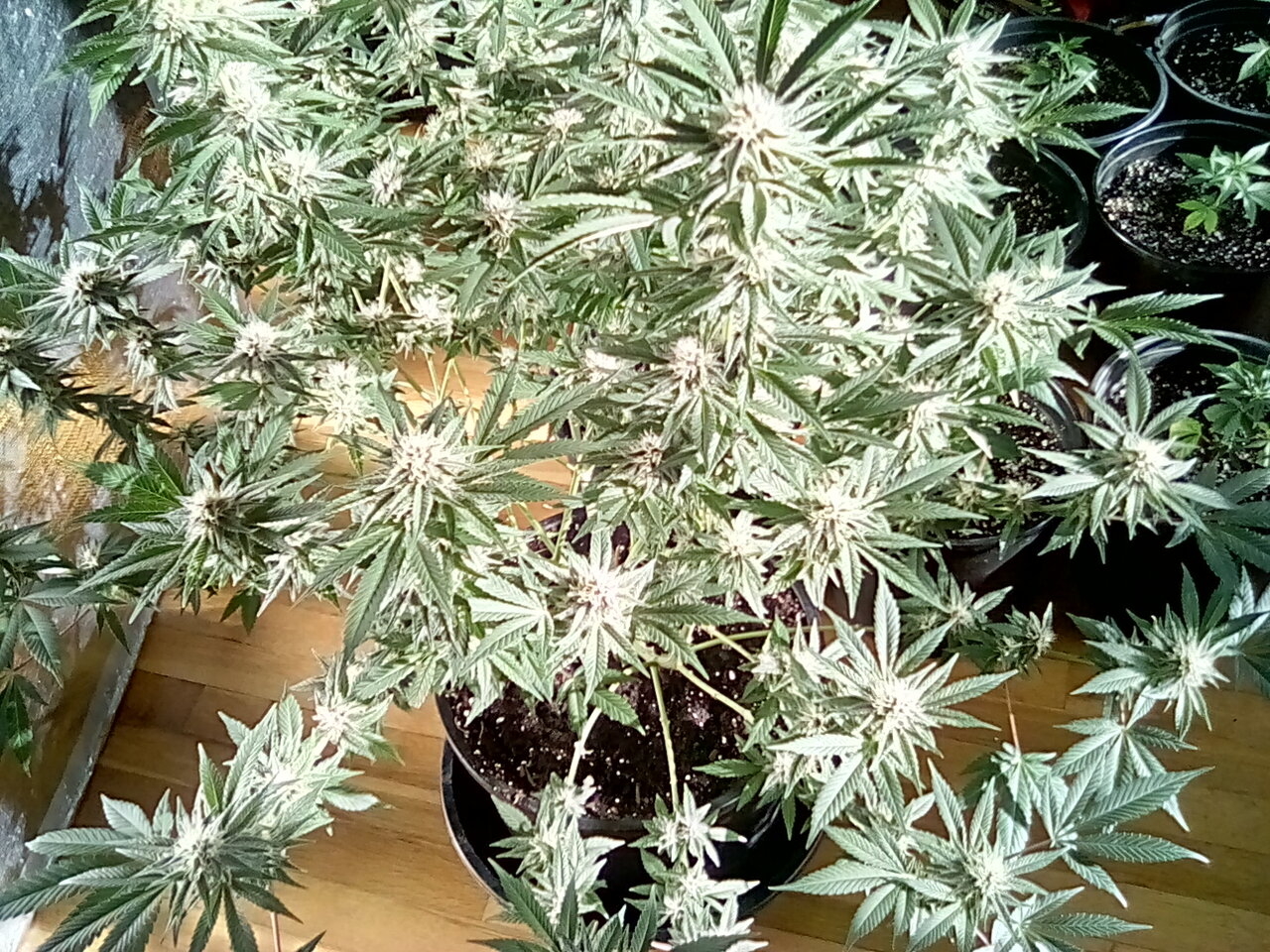Day 40 Fruity pebbles purple pheno with intense sun and reflection buds now dripping with resin.