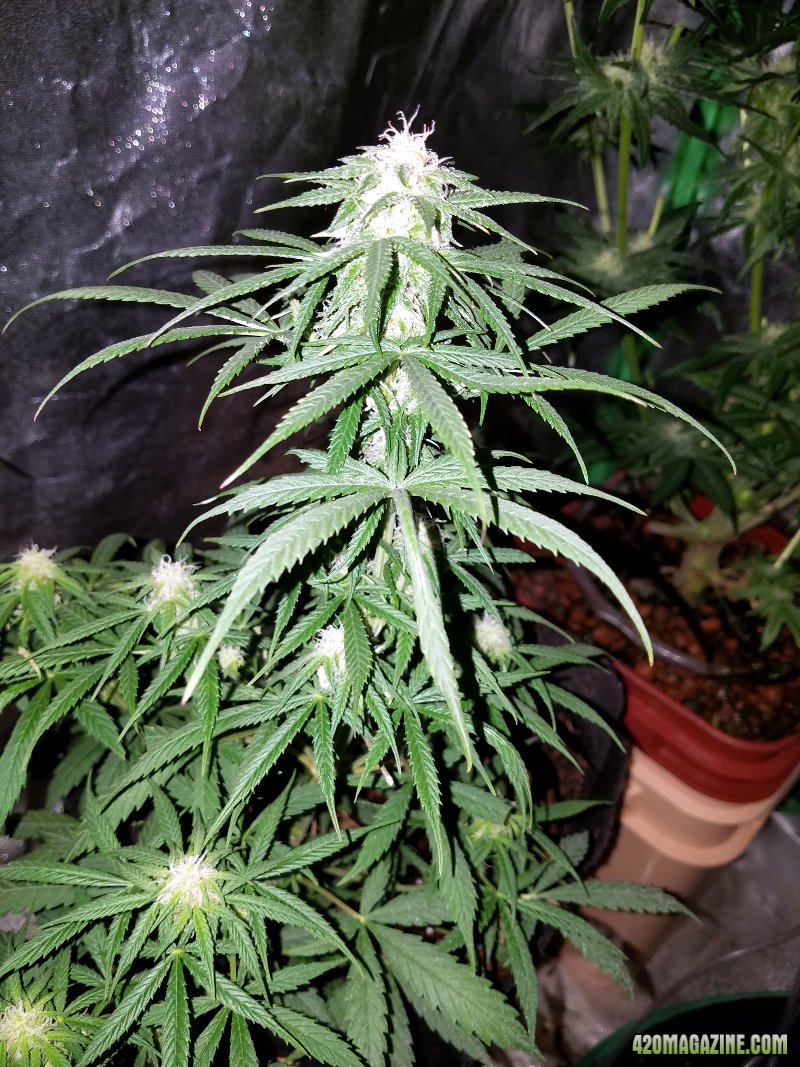 Day 40F (78 from seed) for this GG4 soil grow indoors