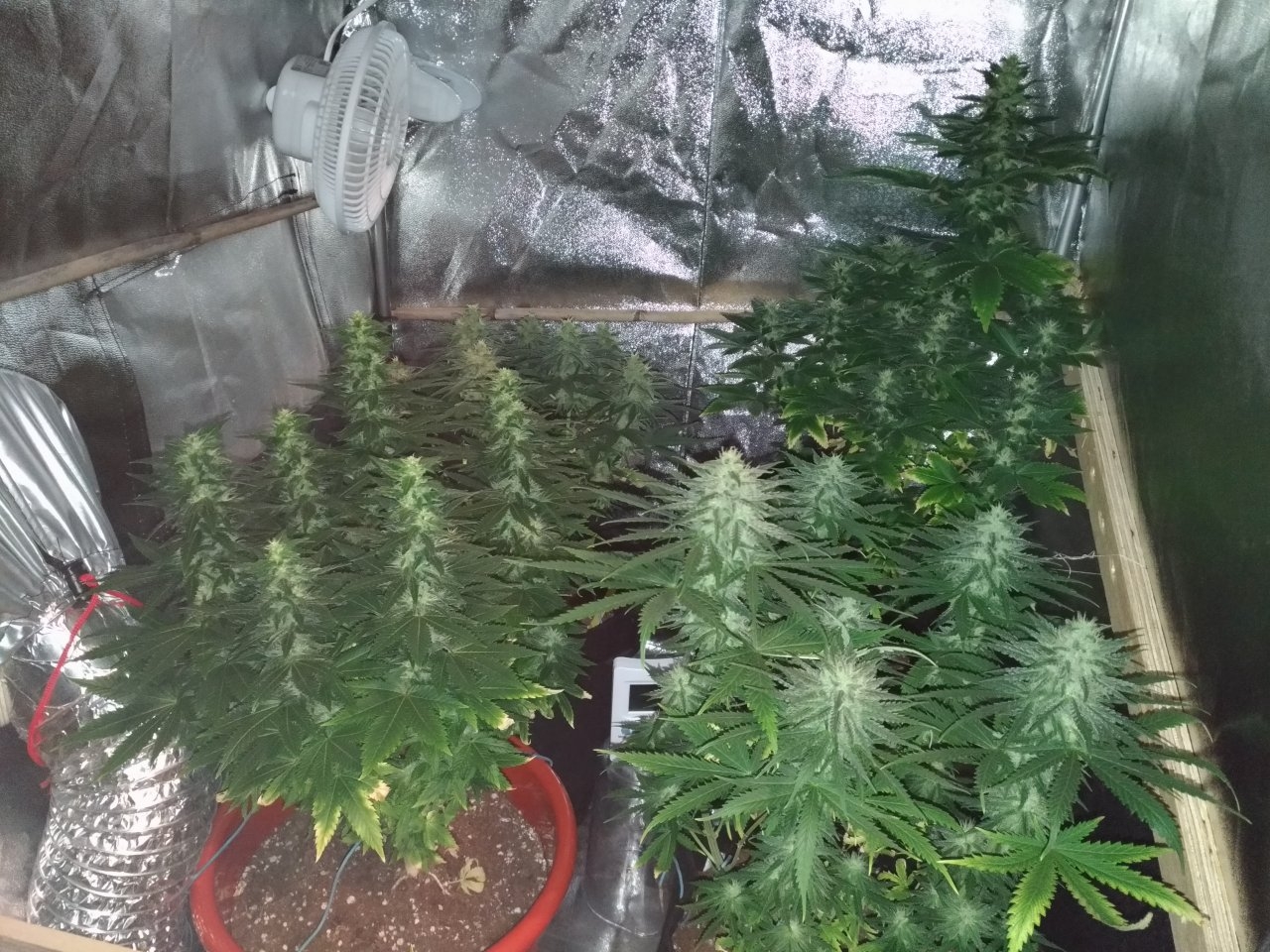 Day 41 of flower HPS off /flash on