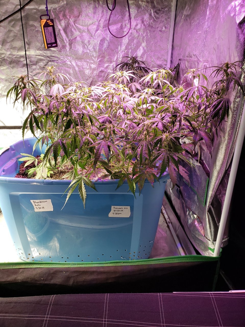 Day 41 Pineapple Express Auto 2.3 feet wide