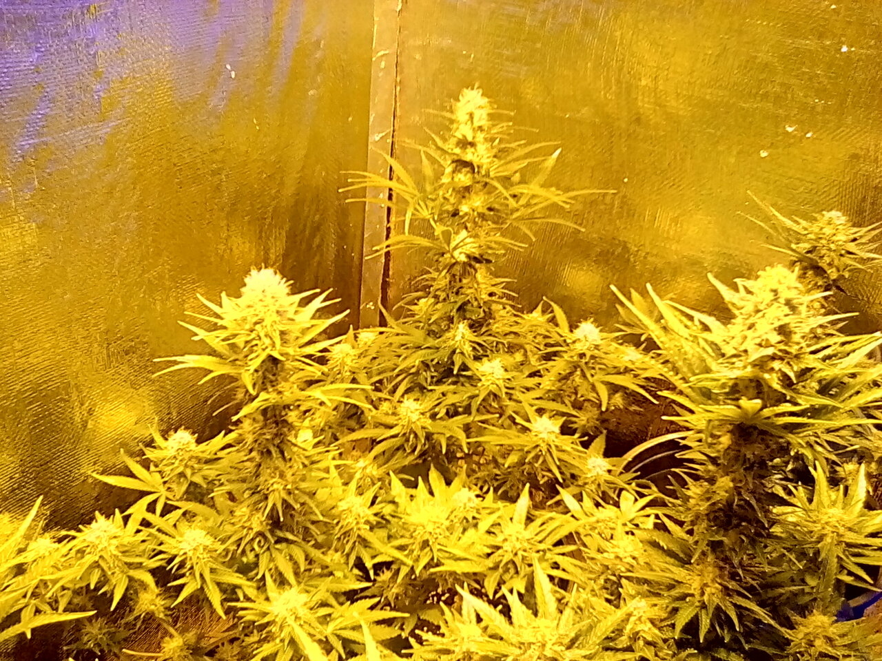 Day 49 of the flip.