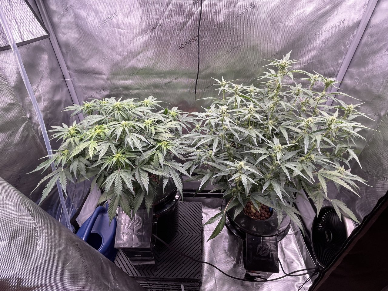 Day 50 From Seed.jpeg