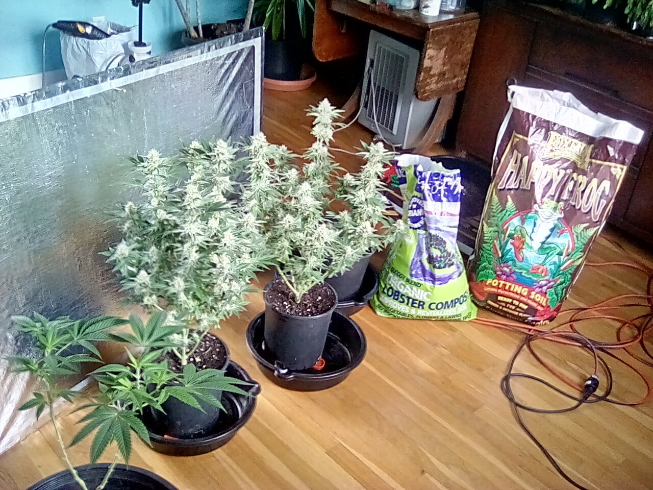 Day 50 Fruity pebbles in Happy Frog with Coast of Maine top dressing