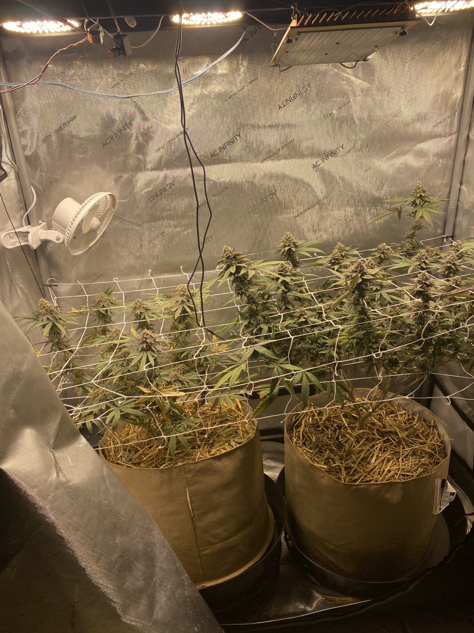 Day 55 Flower tent