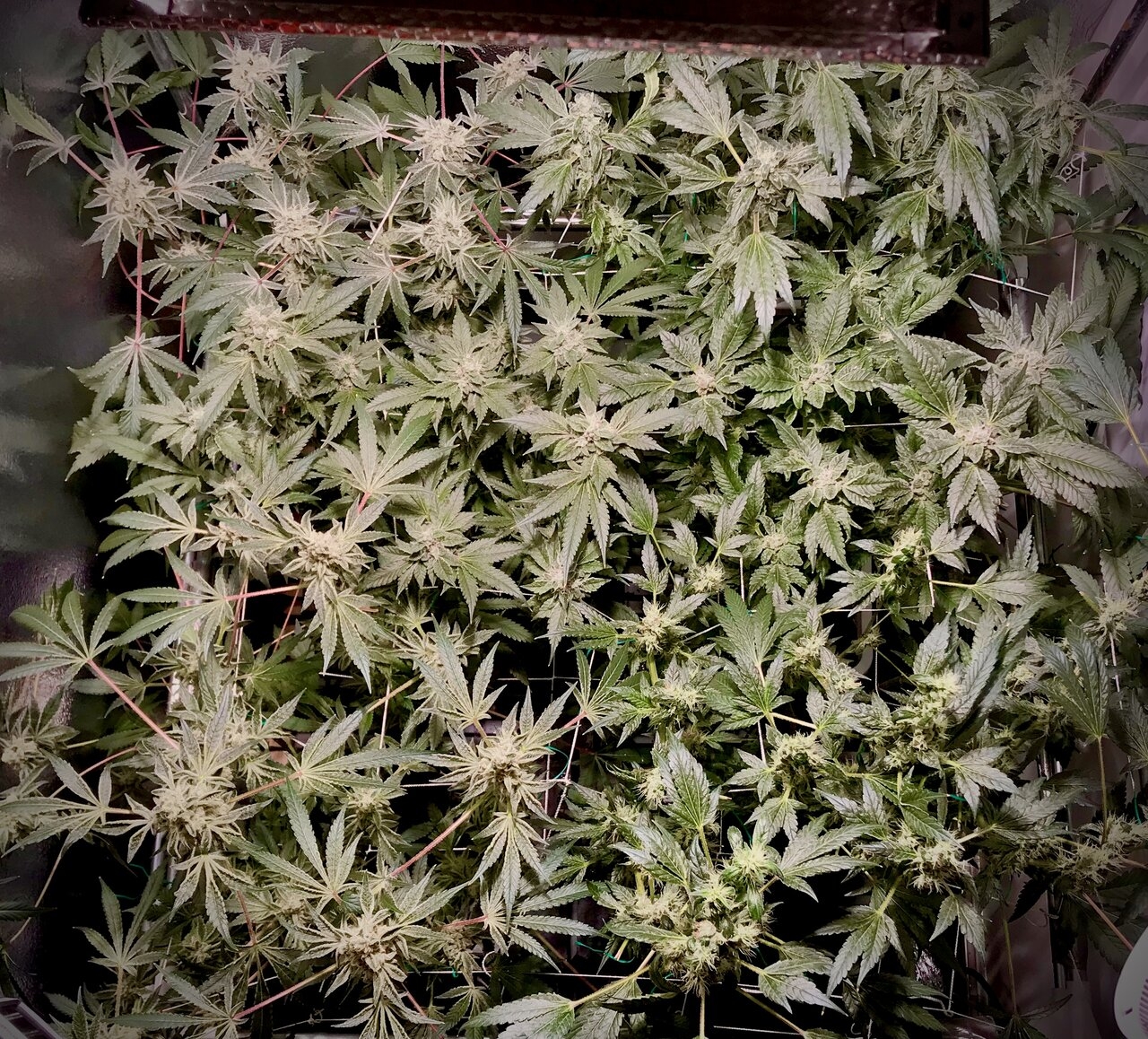 Day 56 from flip