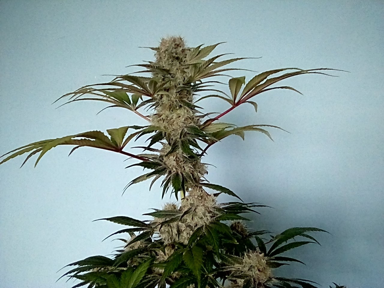 Day 56 of the flip Fruity Pebbles