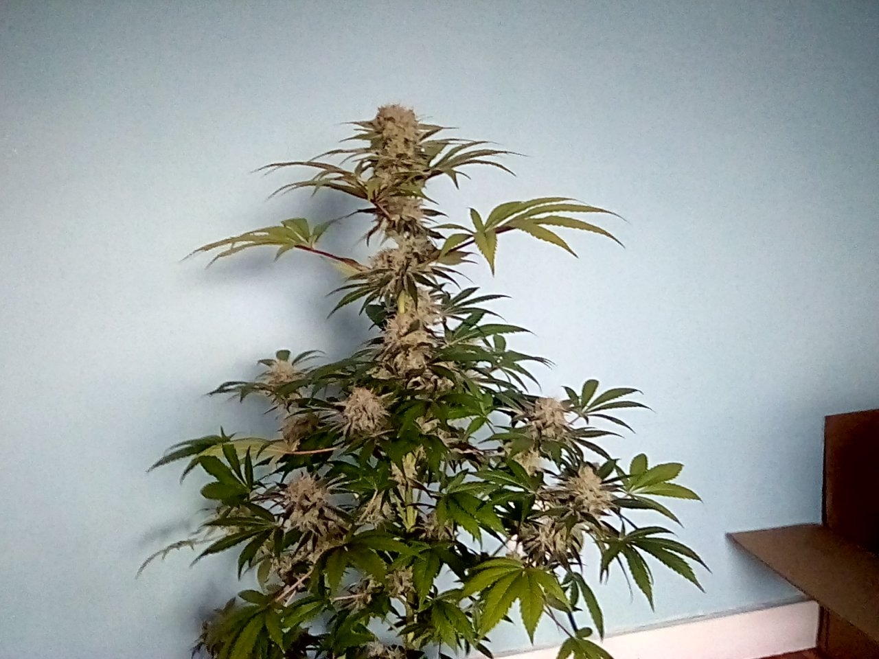 Day 56 of the flip Fruity Pebbles