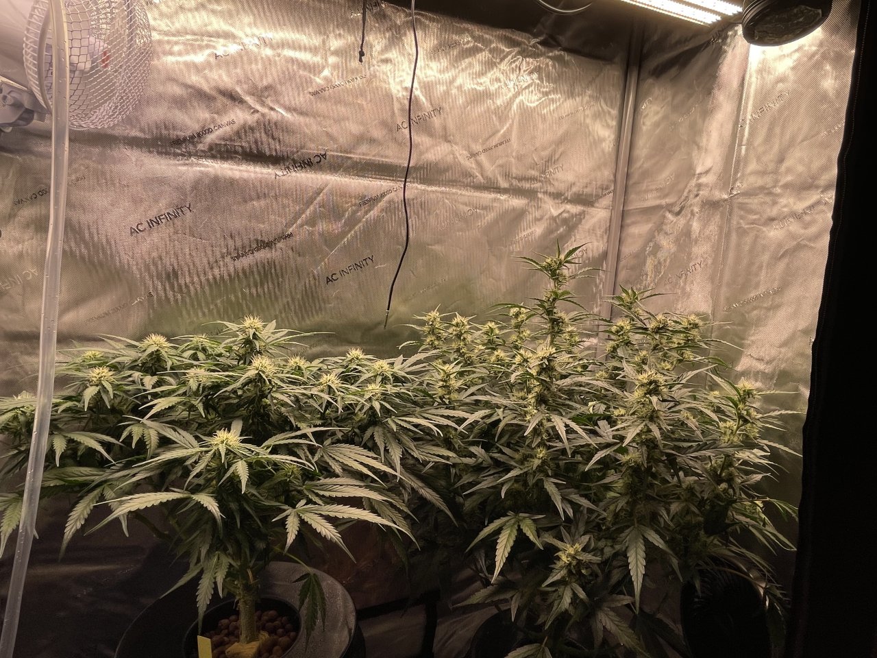 Day 59 from seed.jpeg