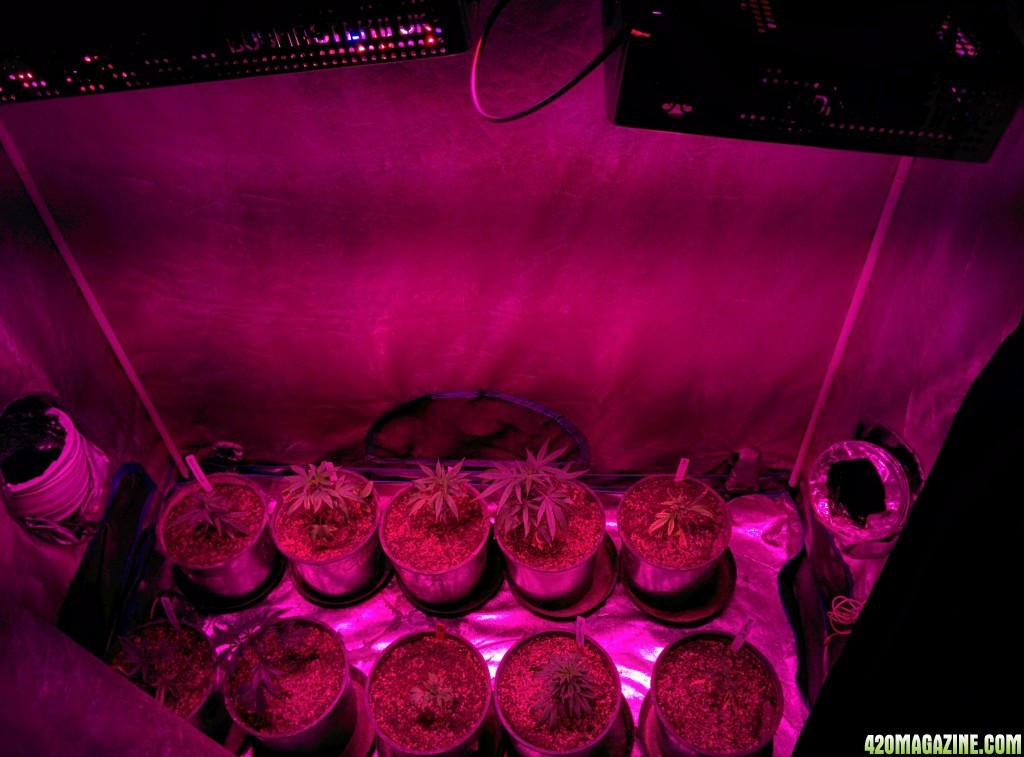Day 6 flowering testing the budmaster far red emerson led grow lights