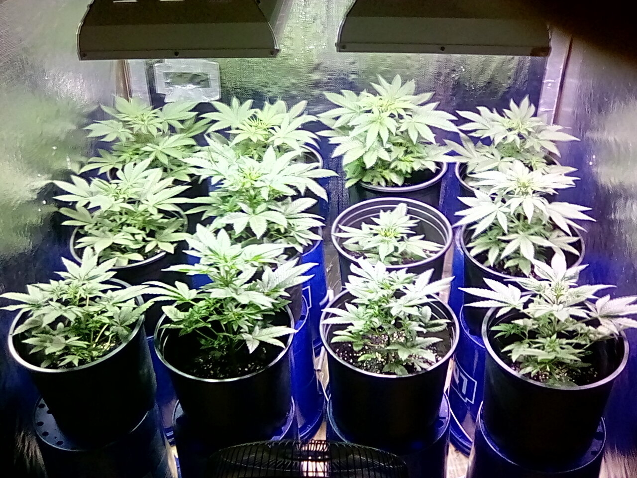 Day 6 of the flip