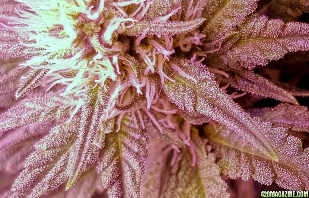 Day 61 - frosty close-up