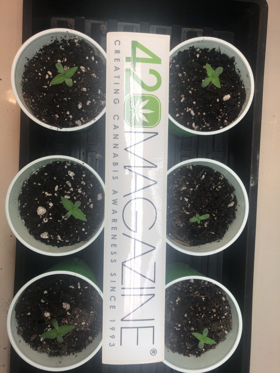 Day 7 GSC seedlings