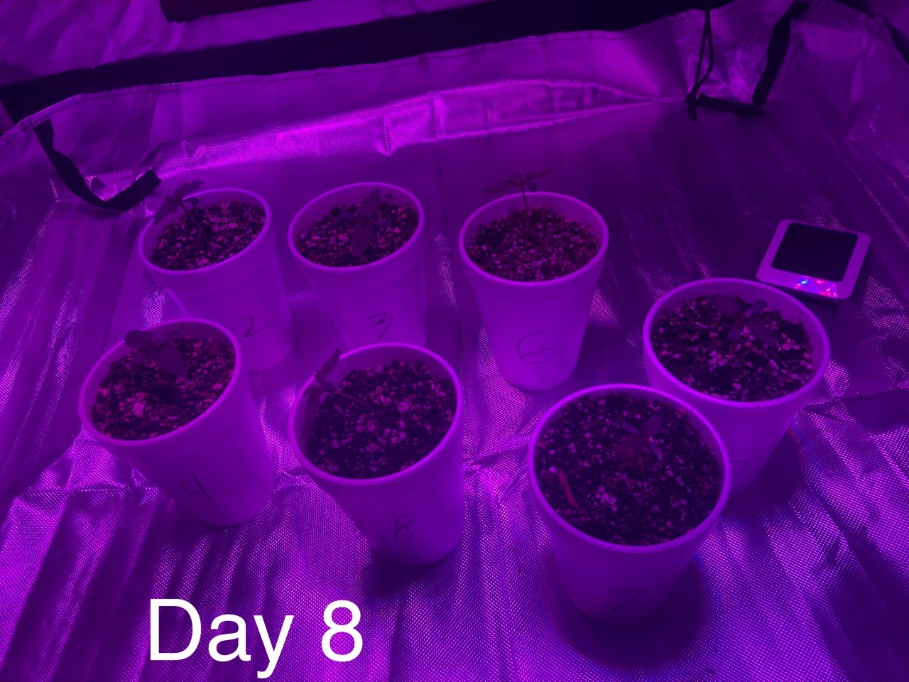 Day 8, 7 seedlings